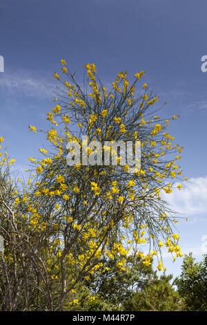 Spartium junceum, Spanischer Besen, Besen von Weber Stockfoto