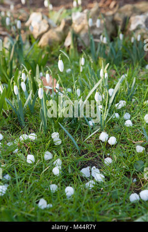 Freak de Wetter sieht hagelt Steine 10 mm bis 15 mm, die größer als die Blüten der schneeglöckchen Galanthus nivalis auf Gras Frost verstreut Stockfoto