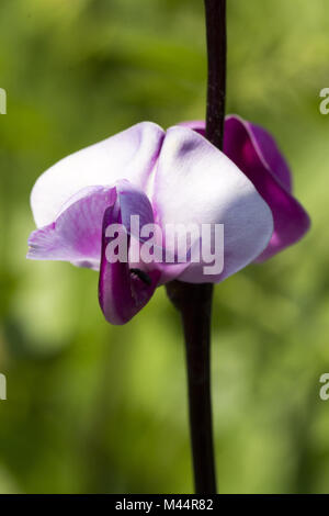 Lablab purpureus, Hyazinthe-bohne, Dolichos bean Stockfoto