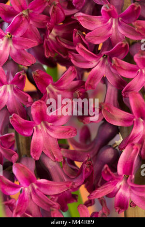 Duftende lila Hyazinthen Blumen an der Spitze ihrer Blüte Zyklus sehr aromatisch und erhebend im Frühling Stockfoto