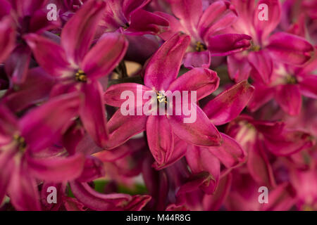 Duftende lila Hyazinthen Blumen an der Spitze ihrer Blüte Zyklus sehr aromatisch und erhebend im Frühling Stockfoto