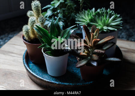 Sukkulenten und winzige Pflanzen in natürlichem Licht Stockfoto
