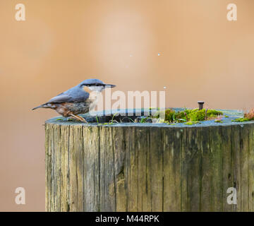 Wilder Nacktschattenvogel (Sitta europaea), der draußen im Regen steht, Trinkwasser sammelt sich in Holzpfosten. Stockfoto