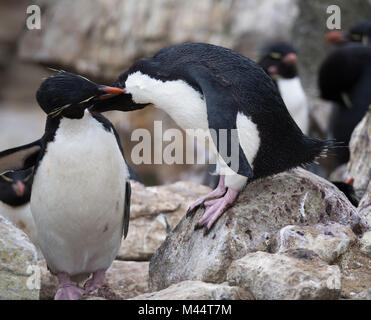 In der Nähe von zwei rockhopper Pinguine Pflege einander beim Stehen auf Felsen am Rand einer Klippe. Stockfoto