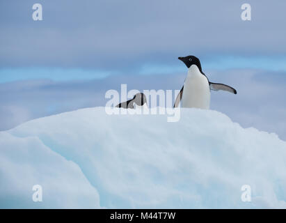 Zwei Adelie Pinguine auf einer schneebedeckten Eisberg mit einer ständigen Suche nach links und die andere auf den Bauch nach vorn zeigen. Die Wolken sind oben.