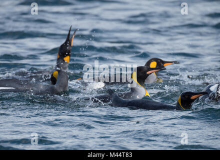 Eine Gruppe von König Pinguine Schwimmen im blauen Wasser des Südlichen Ozeans. Spritzwasser wird angezeigt. Geringe Tiefenschärfe. Stockfoto