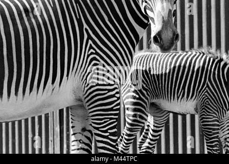 Abstrakte Sicht von zwei ZEBRAS an einem Zaun am Brookfield Zoo in Illinois, Ca. 1960. Stockfoto