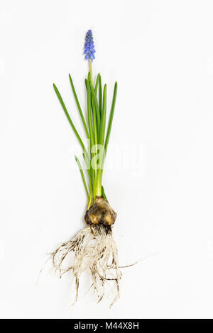 Traube muscari Hyazinthen Blumen auf weißem Hintergrund mit root-isoliert Stockfoto