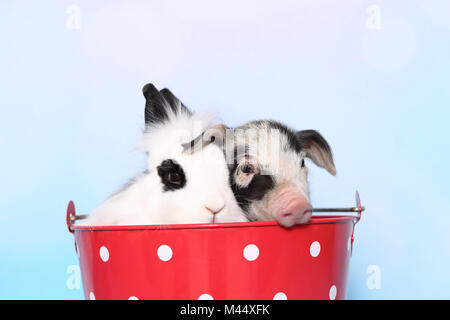 Hausschwein, Turopolje x?. Ferkel (1 Woche alt) und Teddy Zwergkaninchen sitzen in einem großen roten Eimer mit weißen Tupfen. Studio Bild gegen eine hellblaue Hintergrund. Deutschland Stockfoto