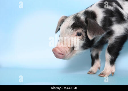 Hausschwein, Turopolje x?. Ferkel (1 Woche alt). Studio Bild gegen einen hellblauen Hintergrund gesehen. Deutschland Stockfoto