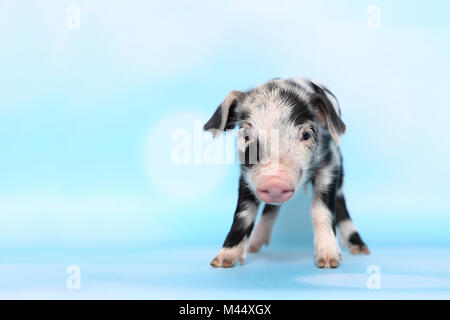 Hausschwein, Turopolje x?. Ferkel (1 Woche alt). Studio Bild gegen einen hellblauen Hintergrund gesehen. Deutschland Stockfoto