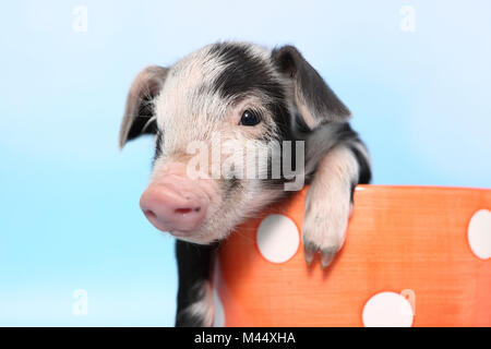 Hausschwein, Turopolje x?. Ferkel (1 Woche alt) in einem großen orange Tasse mit Polka Dots. Studio Bild gegen einen hellblauen Hintergrund gesehen. Deutschland Stockfoto