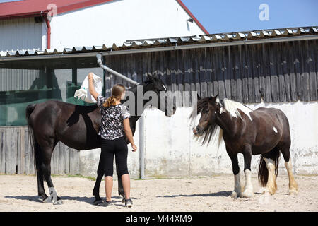 Arabian Horse und Gypsy Vanner Horse. Training für eine Ruhe Test mit Hilfe von lauter Dinge, die in einem Sack. Deutschland Stockfoto