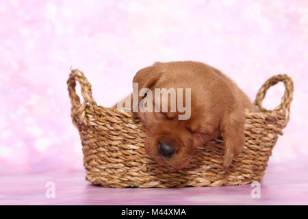 Labrador Retriever. Welpe (6 Wochen alt) schläft in einem Korb. Studio Bild gegen einen rosa Hintergrund gesehen. Deutschland Stockfoto