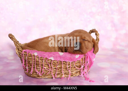 Labrador Retriever. Welpe (6 Wochen alt) schläft in einem Korb. Studio Bild gegen einen rosa Hintergrund gesehen. Deutschland Stockfoto