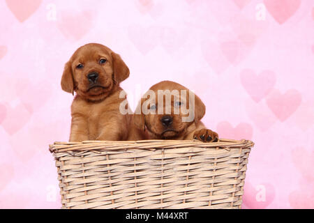 Labrador Retriever. Zwei Welpen (6 Wochen alt) in einem Korb. Studio Bild gegen ein rosa Hintergrund mit Herzen drucken gesehen. Deutschland Stockfoto