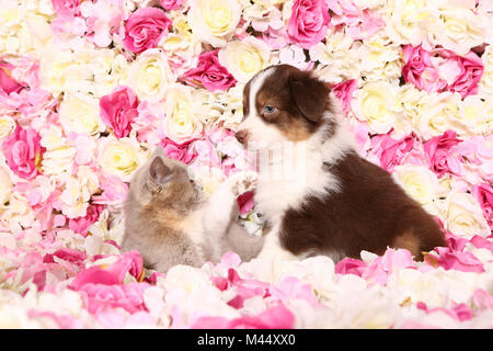 Australian Shepherd und Britisch Kurzhaar Cat. Welpe (6 Wochen alt) und Kätzchen unter rosa Blüten. Studio Bild. Deutschland Stockfoto