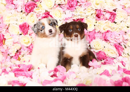 Australian Shepherd. Zwei Welpen (6 Wochen alt) sitzen unter rosa Blüten. Studio Bild. Deutschland Stockfoto