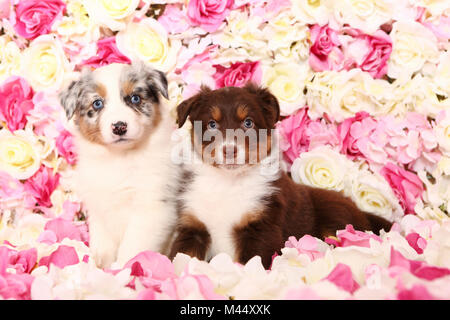 Australian Shepherd. Zwei Welpen (6 Wochen alt) sitzen unter rosa Blüten. Studio Bild. Deutschland Stockfoto