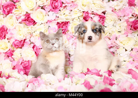 Australian Shepherd und Britisch Kurzhaar Cat. Welpe (6 Wochen alt) und Kätzchen unter rosa Blüten. Studio Bild. Deutschland Stockfoto