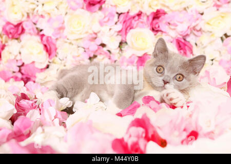 Britisch Kurzhaar Cat. Kätzchen liegend unter rosa Blüten. Studio Bild. Deutschland Stockfoto