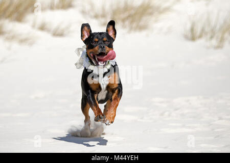 Gemischt - Rasse Hund (Rottweiler x Staffordshire Bull Terrier). Nach trägt einen dekorativen Kragen läuft auf einem Strand. Niederlande Stockfoto