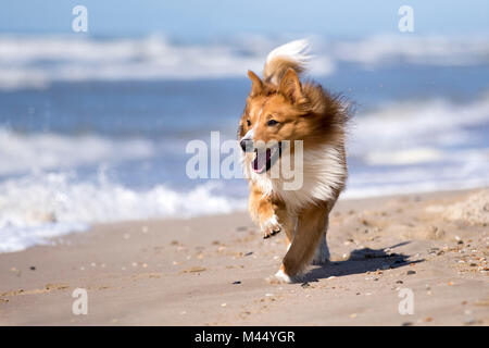 Gemischt - Rasse Hund (Border Collie x Scotch Terrier ) laufen am Strand. Niederlande Stockfoto