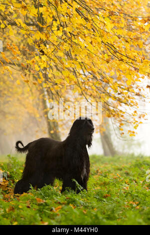 Afghan Hound. Schwarz Erwachsenen auf einem nebligen Herbsttag. Niederlande Stockfoto