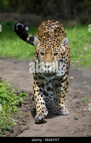 Jaguar (Panthera onca). Nach wandern in einem Zoo. Deutschland Stockfoto