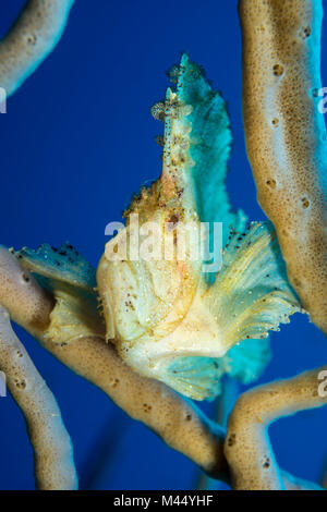 Leaf Scorpionfish (Taenianotus triacanthus) unter Wasser, Banda See, Selayar, südlichen Sulawesi, Indonesien. Stockfoto