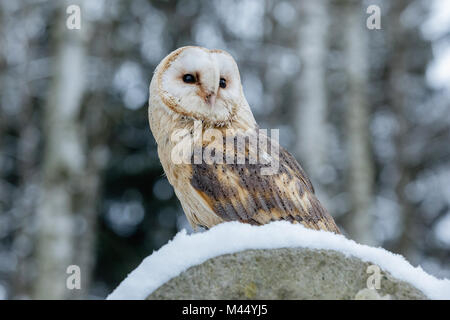 Eurasischen Waldkauz, Strix aluco, im Winter Wald in der Nähe des alten Friedhofs sitzen auf den Stein.. Der Tschechischen Republik Stockfoto