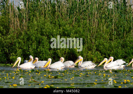 Weiße Pelikane (Pelecanus onocrotalus) Herde, mit Seerosen Blüte im Vordergrund Stockfoto