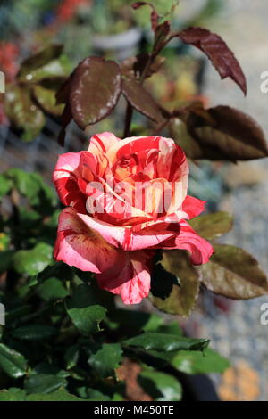 Nahaufnahme von Himbeere Tiger Rose in voller Blüte Stockfoto