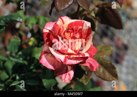 Nahaufnahme von Himbeere Tiger Rose in voller Blüte Stockfoto