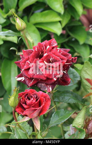 Abrakadabra Hybrid Tea Rose in voller Blüte Stockfoto