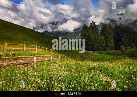 Tarassaco blühende (Taraxacum officinale) im Villnösser Tal, Santa Magdalena, Geisler Dolomiten, Provinz Bozen, Südtirol, Trentino Alto Ad Stockfoto