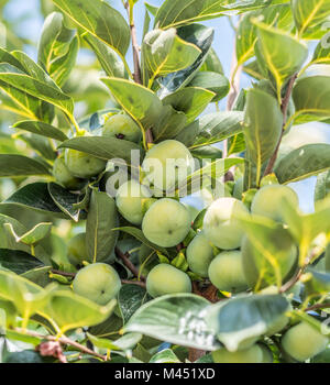 Persimone Früchte unter den grünen Blätter am Baum. Stockfoto