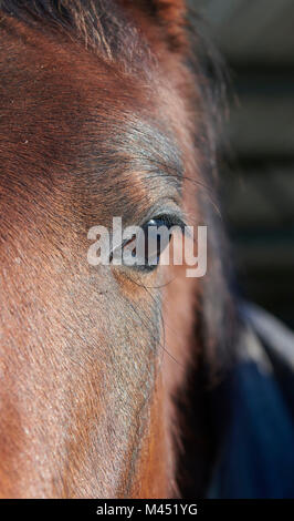 Nahaufnahme von Pferde-Auge Stockfoto