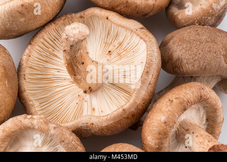 Shiitake Pilze auf dem weißen Hintergrund. Stockfoto