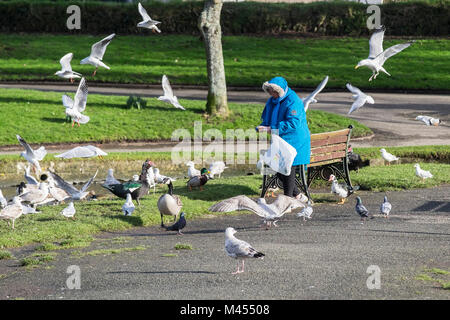 Eine Frau, die Fütterung verschiedener Arten von Möwen in Trenance Park in Newquay Cornwall. Stockfoto