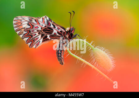 Southern festoon auf dem Mohn, Trentino Alto-Adige, Italien Stockfoto