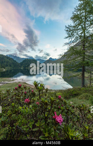 Rhododendren am See Cavloc, Maloja, Bergell, Kanton Graubünden, Engadin, Schweiz Stockfoto