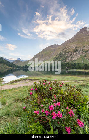 Rhododendren am Ufer des Sees Cavloc, Maloja, Bergell, Kanton Graubünden, Engadin, Schweiz Stockfoto