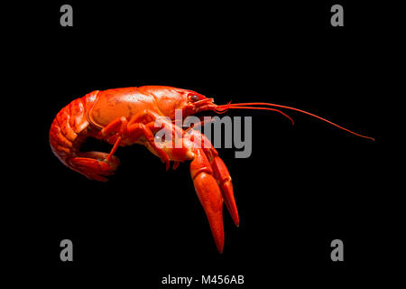 Ein warmes amerikanisches Signal crayfish in Großbritannien gefangen. Die amerikanische Signal crayfish ist eine invasive Arten in Großbritannien. England UK GB. Schwarzen Hintergrund. Stockfoto