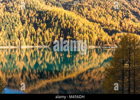 Lärchen in Lago di Gioveretto (Zufrittsee), Val Martello, Vinschgau, Provinz Bozen, Südtirol, Italien wider Stockfoto