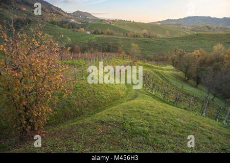 Weinberge im Herbst in der Nähe von Morges, Cison di Valmarino, Treviso, Venetien, Italien Stockfoto