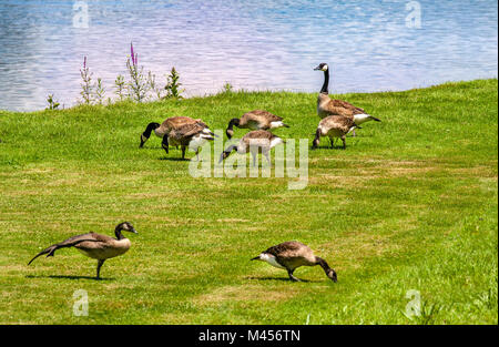 Eine Herde von Kanada Gänse, Branta canadensis, Sommer auf den grasbewachsenen Ufern des Ammonoosuc River in Lissabon, NH, USA. Stockfoto