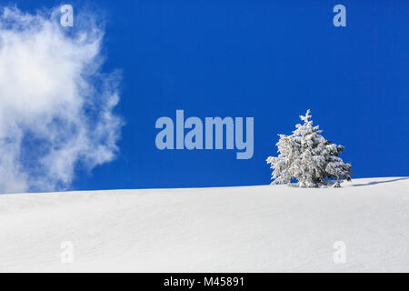 Isolierte Baum mit Schnee bedeckt, Monte Olano, Valgerola, Valtellina, Provinz Sondrio, Lombardei, Italien Stockfoto