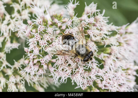 Eristalis Tenax (weiblich), Drohne fliegen, fliegen Syrphid Stockfoto