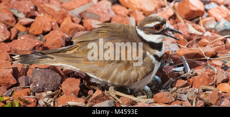 Killdeer sitzen auf notgroschen auf ein paar Felsen Stockfoto